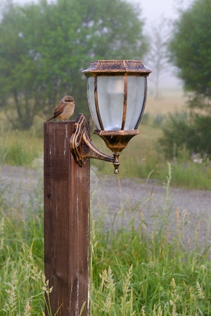 Street light close up at Inner Mongoliaの写真素材