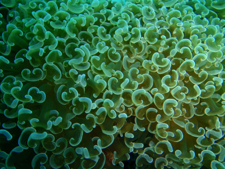 hardcoral structure