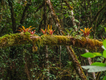 Symbiotic plants and saprophytes on a tree trunk.の写真素材