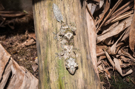 Uroplatus camouflaged on the bark of a tree.の写真素材