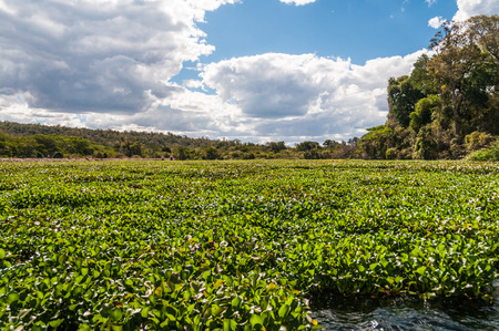 Lake Ravelobe With abundant aquatic vegetation in Ankarafantsika NP, Madagascarの写真素材