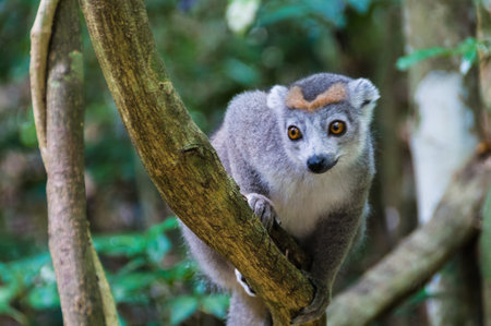 Female crowned lemur in Ankarana National Park, Madagascar.の写真素材
