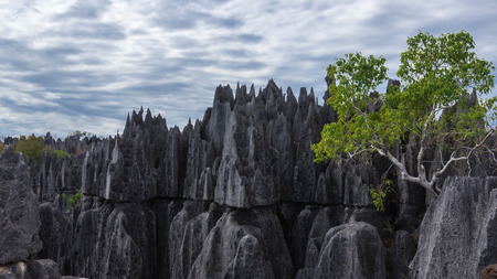 The Tsingy de Bemaraha Strict Nature Reserve is located in the center west of the Province of Mahajanga, Madagascar.の写真素材