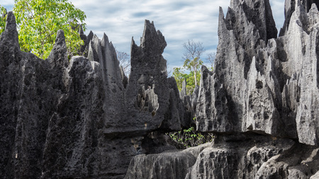 The Tsingy de Bemaraha Strict Nature Reserve is located in the center west of the Province of Mahajanga, Madagascar.の写真素材