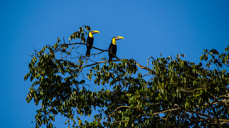 Couple toucans perched on a branch, Tortuguero National Park, Costa Rica.の写真素材