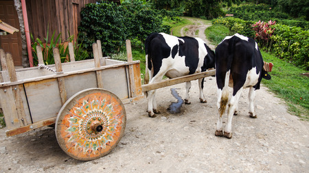 The Costa Rican oxcart symbol of culture, peace and work. Monteverde.の写真素材