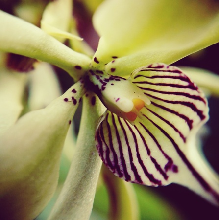 Orchid detailの写真素材