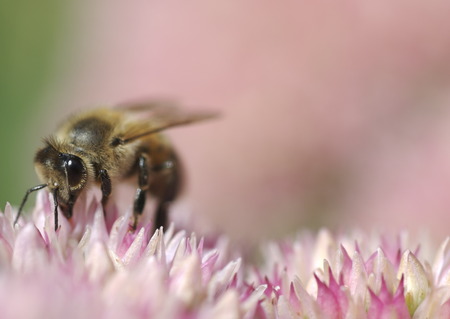 Honey bee gathering nectarの写真素材