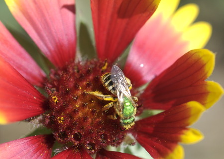 Sweat bee gathering nectarの写真素材