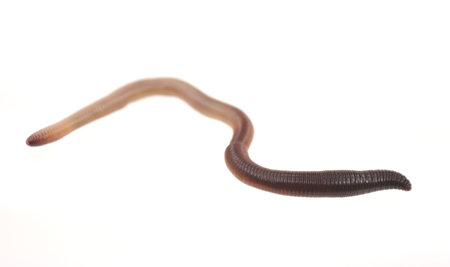 Earthworm