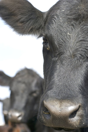 Faces of three cows all in sequence, focus on first cow.