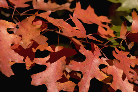 Maple Leaves
