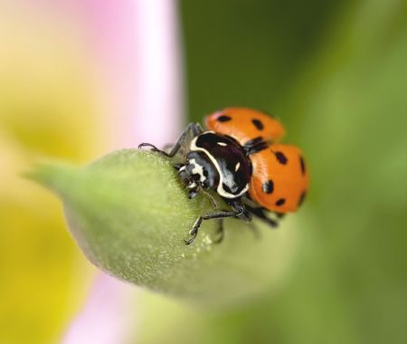 An extreme close-up of a beautiful lady bug on spring flower. Image taken with a very shallow depth of field and a narrow focus area.の写真素材