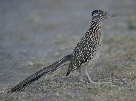 Roadrunnerの写真素材
