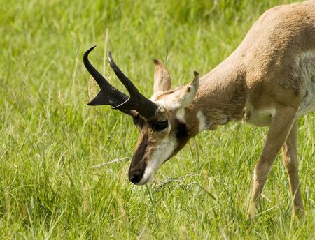 Image of a pronghorn antelope taken in Custer State Park South Dakota.の写真素材