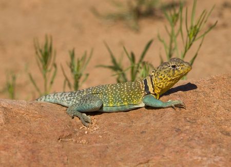 Image of common collared lizard taken on Elk Mountain in The Wichita Mountains Wildlife Refuge.の写真素材