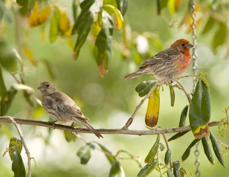 Image of common male & female house finch perched on tree branch.の写真素材