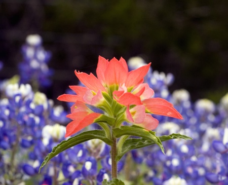 Indian Paintbrush wildflower surrounded by bluebonnet wildflowers.の写真素材