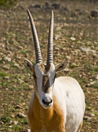 Macro image of head of a Scimitar Horned Oryx.の写真素材