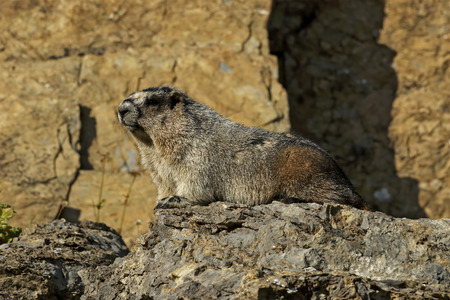 Hoary Marmot on a Rock, Glacier National Park, Montana.の写真素材