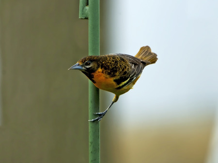 Juvenile Baltimore Oriole perched on a shepherd pole.の写真素材