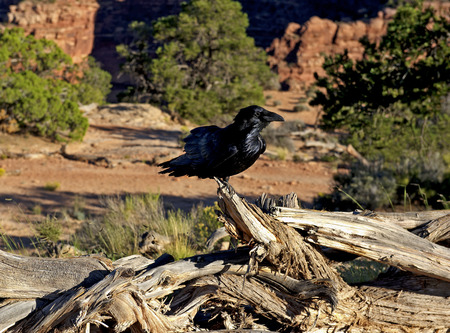 Raven Perched on Dead Tree Stump, Canyonlands National Park, Utah.の写真素材