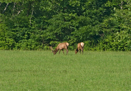 An Elk Family (Bull and Cow) grazing in the Great Smoky Mountains National Park, North Carolina.の写真素材