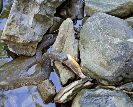 A Northern Water Snake trying to swallow a Brook Trout.  Images taken in Whiteoak Canyon, Shenandoah National Park.  Selective focus is on The Fish and The Head and Neck of Snake.の写真素材