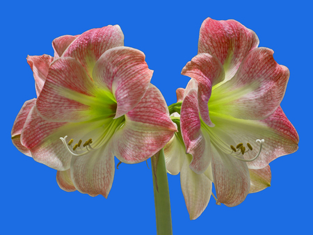 Apple Blossom Amaryllis with four blossoms on isolated background.の写真素材