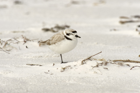 Snowy Plover standing on sandy beach in Florida, USA.の写真素材
