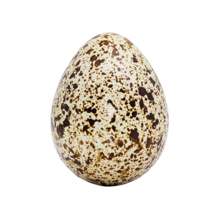 One quail egg close up isolated on a white backgroundの写真素材
