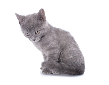 Beautiful small kitten blue cat is isolated on a white backgroundの写真素材