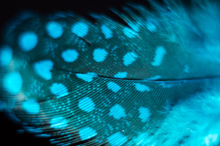 A blue beautiful feather of a bird on a dark black background macro abstract image wallpaper