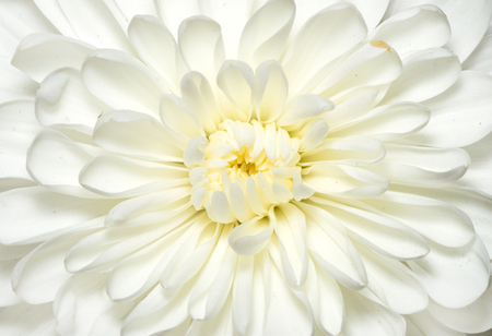 A macro photo of chrysanthemum flower, abstract backgroundsの写真素材