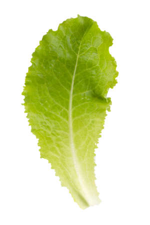 Fresh Lettuce one green leaf isolated on white backgroundの写真素材