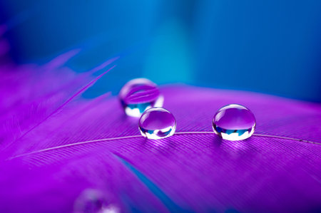 A drop of water dew on a fluffy feather close-up macro on colored blue purple background.の写真素材