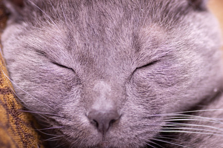 Portrait of gray cat sleeping on brown bed.