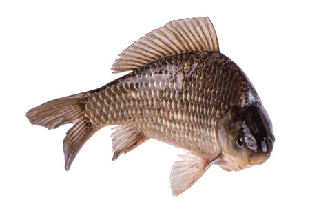 close up of green onion slice on white backgroundの写真素材