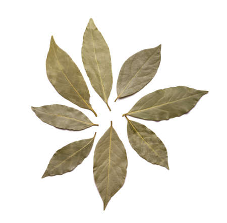 Bay leaves isolated on white background.の写真素材