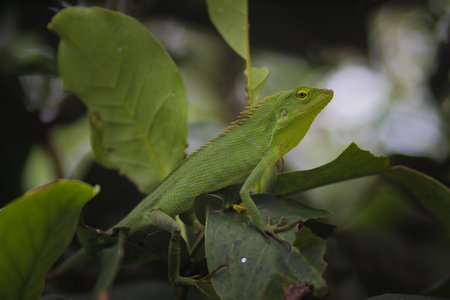 Beautiful green lizard on branches. Bronchocela jubata, commonly known as the maned forest lizard or...