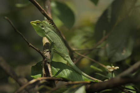 Relaxing garden lizard sunbathing on tree branches. Bronchocela jubata, commonly known as the maned...