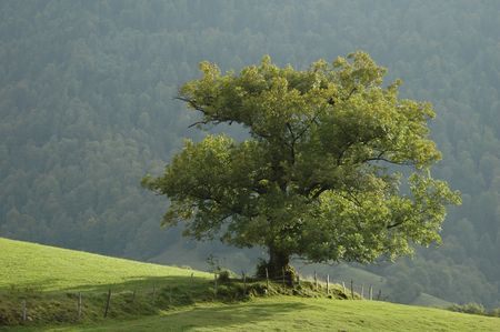 Oak treeの写真素材