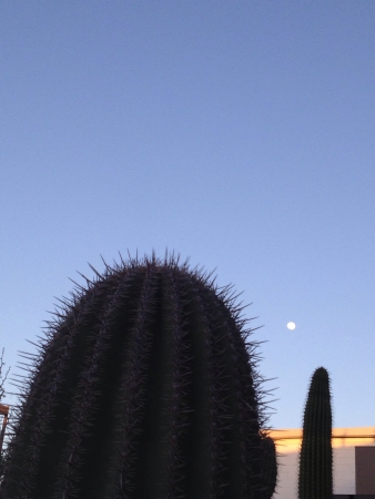 Cactus  moonの素材