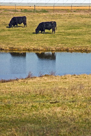 cows in field near a pondの写真素材