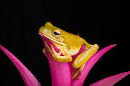 Rainforest Lounge, Giant Tree Frog Relaxes on pink bromeliad 