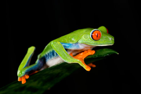 Red Eyed Tree Frog on Leaf 