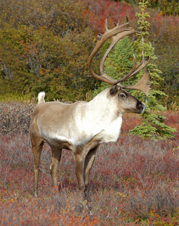 Male Caribou in Fallの写真素材