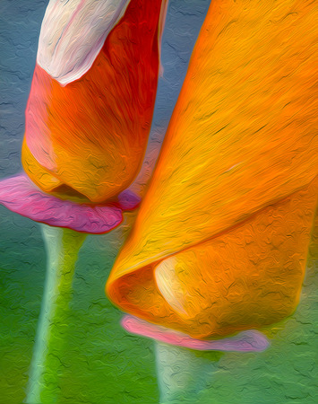 California Poppies : Oil Painting Photographic Artの写真素材