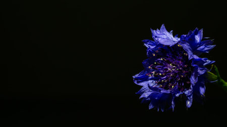 Blue cornflower on a black background. Close-up. Space for text.