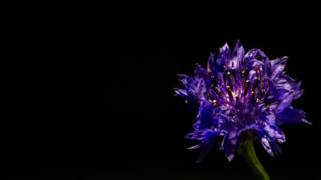 purple cornflower on a black background.